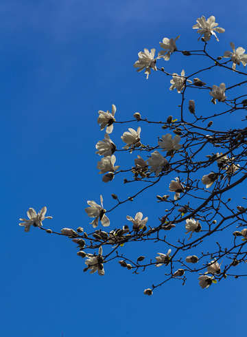 Cherry blossoms 12