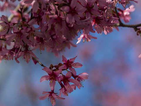 Cherry blossoms 13