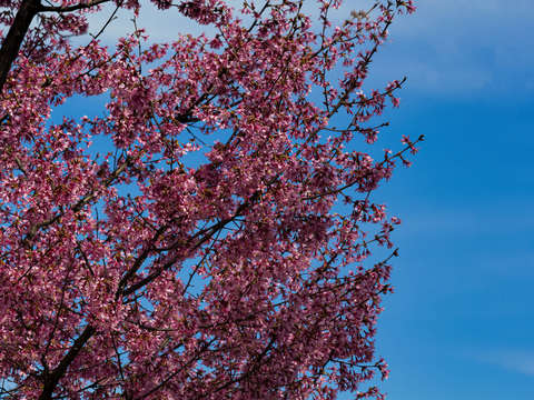 Cherry blossoms 14