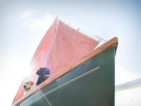 Salty dogs