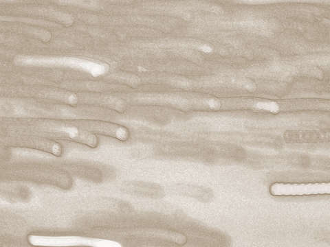 Circa 3789 sepia