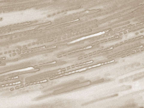 Circa 3801 sepia