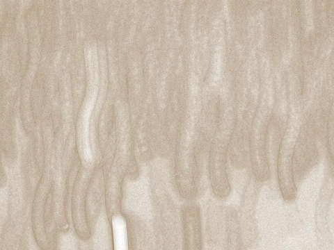Circa 3804 sepia
