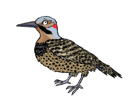 Northern flicker 2