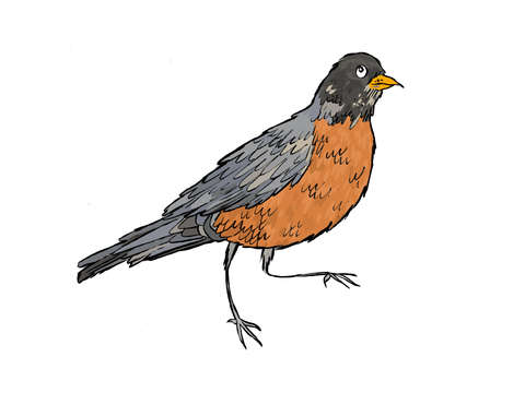 American robin
