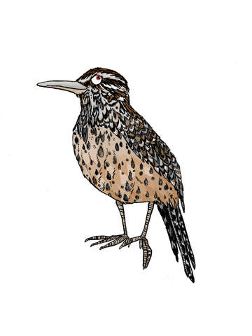 Cactus wren