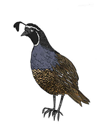 California quail