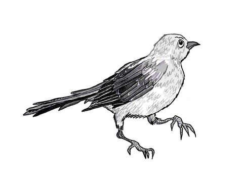 Mockingbird