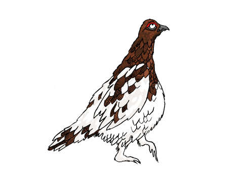 Willow ptarmigan