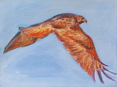 Red tailed hawk 3