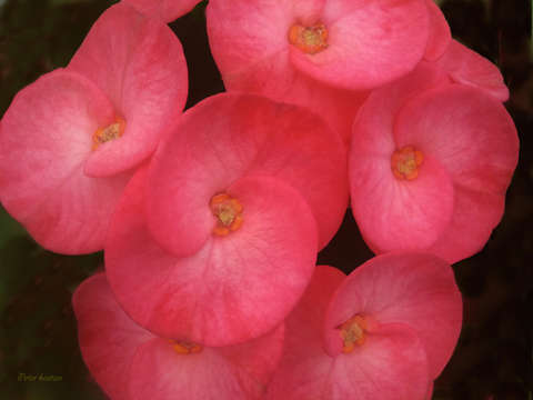 Flower5