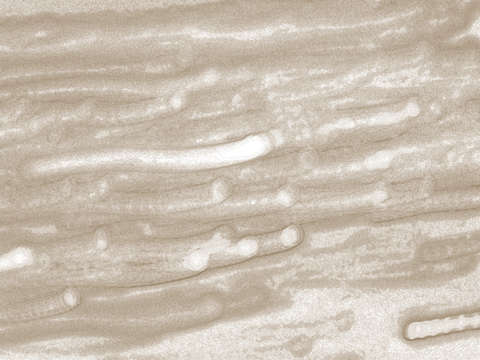 Circa 3809 sepia