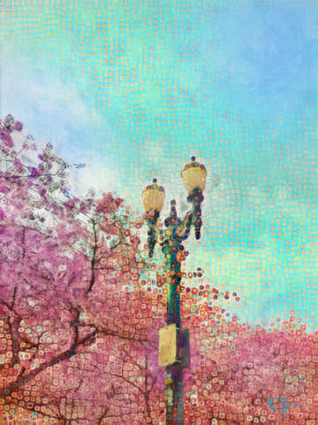 Portland blossom