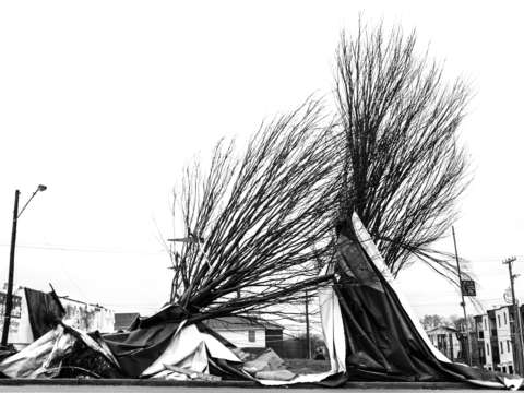 Nashville trees after tornado
