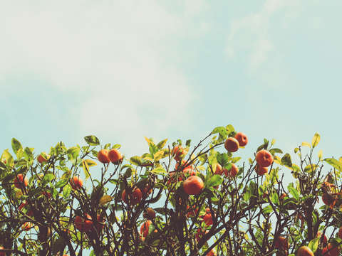 Florida orange grove