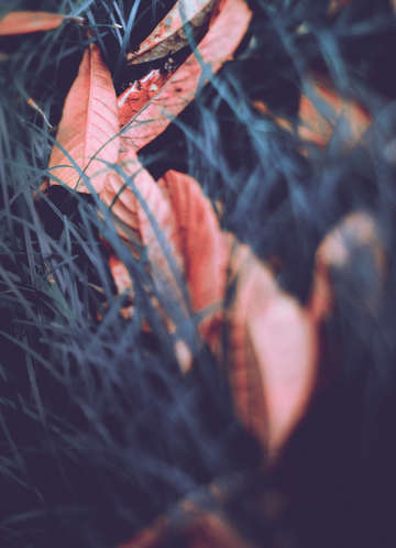 Leaf study