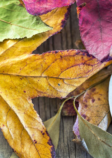 Autumns close up