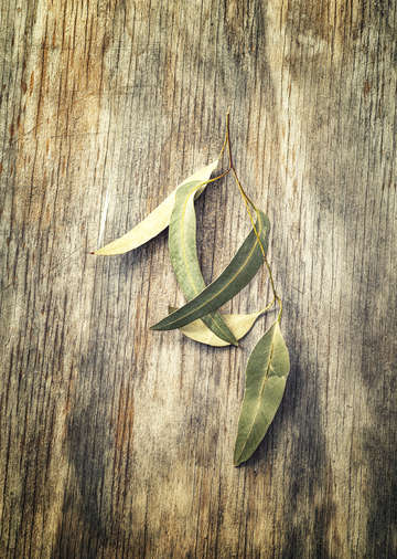 Elegant on wood