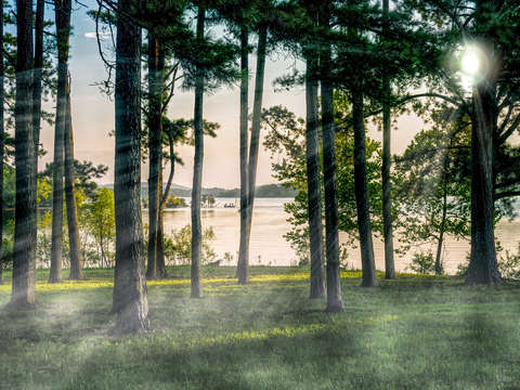 Foggy trees at table rock
