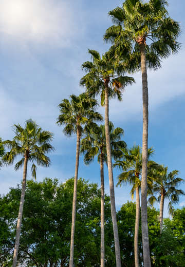 Spiral palm trees