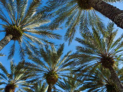 Palm trees umbrella