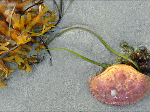 Love letter from seaweed iii