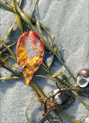 Love letter from seaweed iv