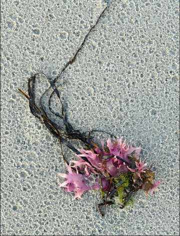 Love letter from seaweed v