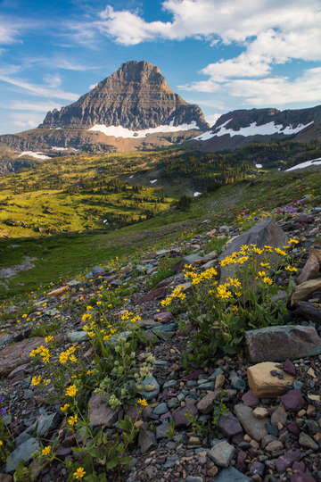 Mountain garden