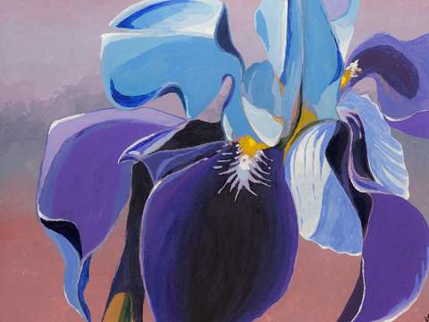 Iris 13