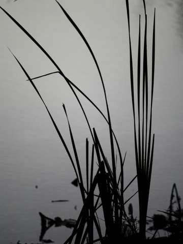 Reeds in the morning