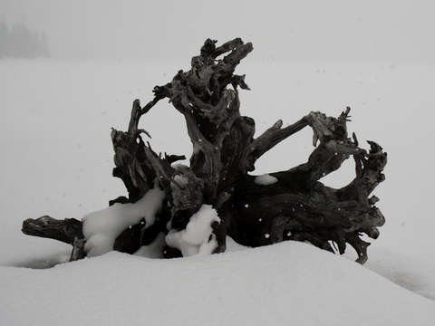 Teton driftwood