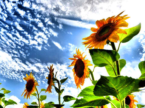 Sunflower Sky