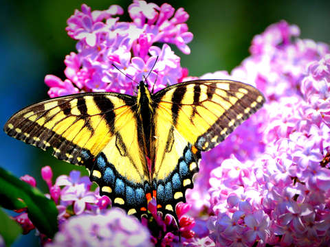 Lilac Swallowtail