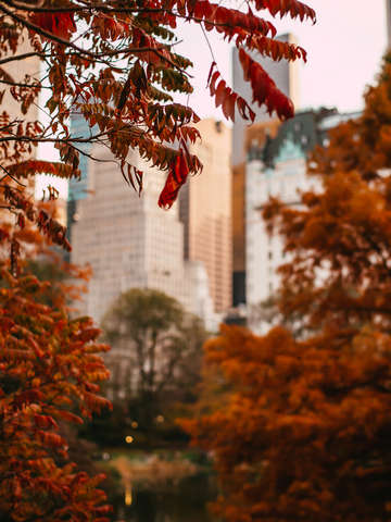 Autumn in new york 3