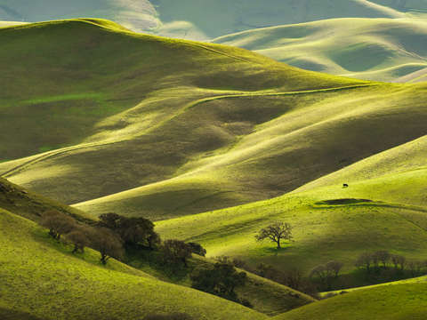 Verdant dreams
