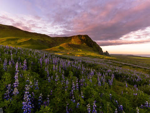Lupine light