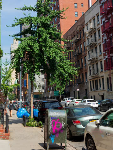 Young ginkgo tree manhattan nyc