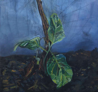 Datura