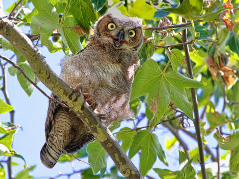 Crazy owl