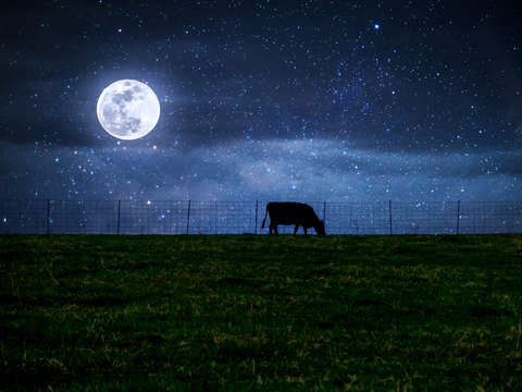 Milky way cattle moonlight