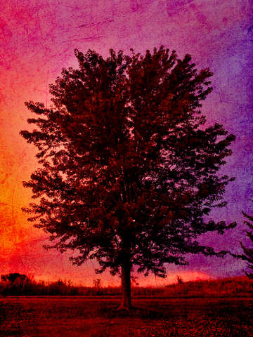 Fire tree