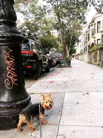 Dogs of brooklyn