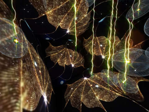 Jellyfish 4