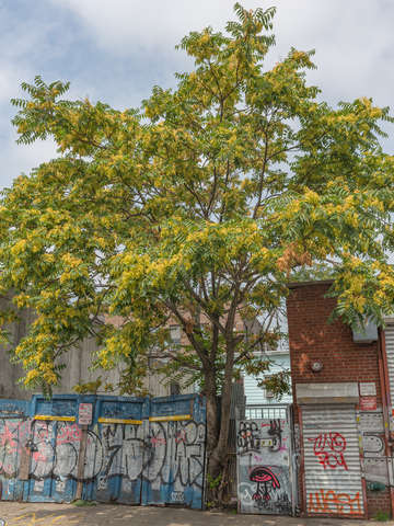A tree grows in brooklyn nyc