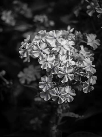 Summer bloom