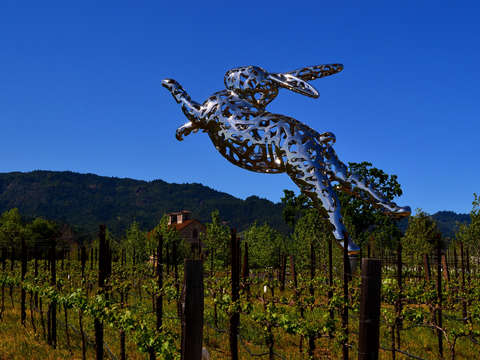 Vineyards of joy
