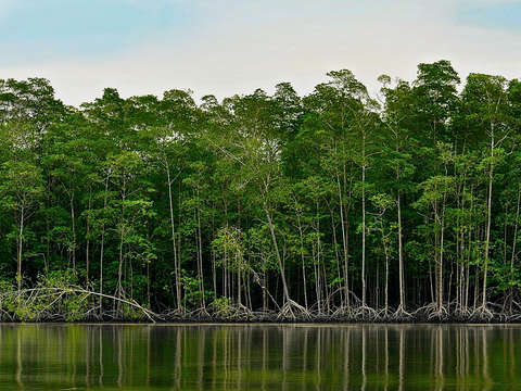 Relax with the mangroves