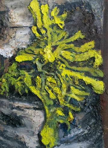 Lichen