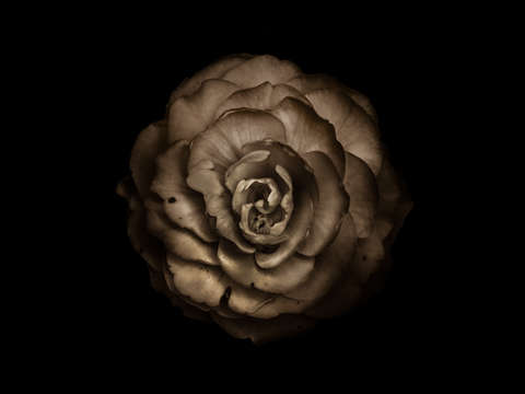 Backyard flowers in black and white 85 toned versi